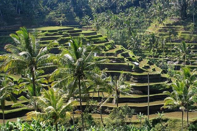 Cheap flights to Bali